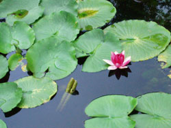 睡蓮の花